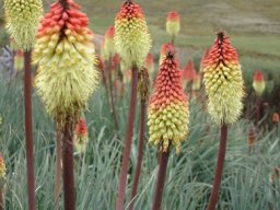 Kniphofia caulescens stems